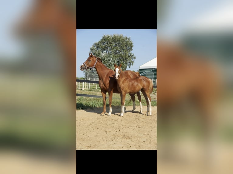 Polish Halfbred Mare Foal (04/2024) Chestnut-Red in Płock