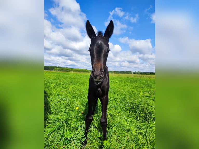 Polish Halfbred Mare Foal (07/2025) in Romanowo G&#xF3;rne