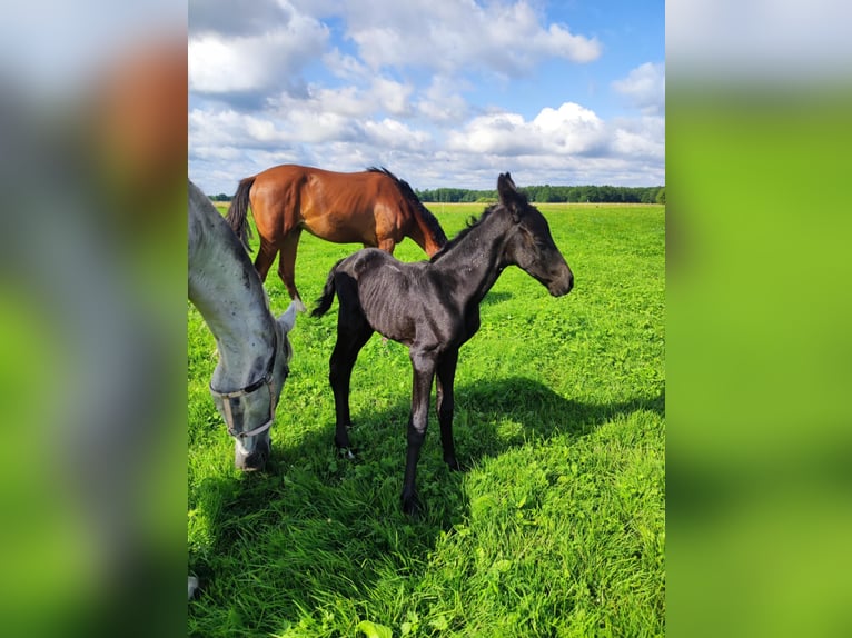 Polish Halfbred Mare Foal (07/2025) in Romanowo G&#xF3;rne