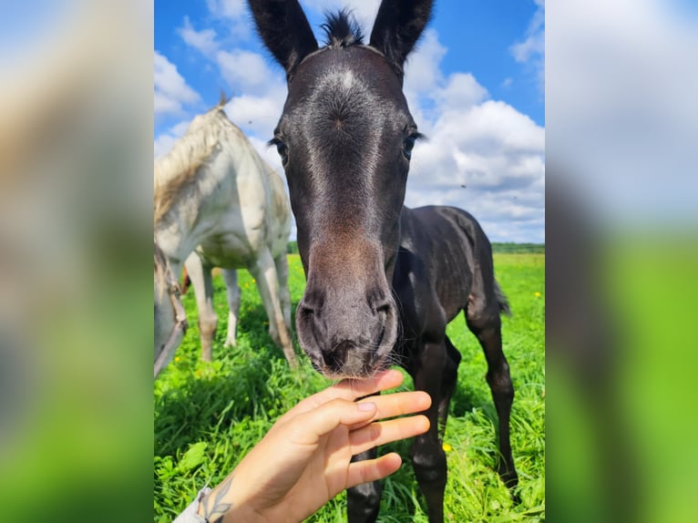 Polish Halfbred Mare Foal (07/2025) in Romanowo G&#xF3;rne