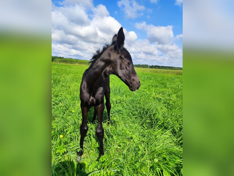 Polish Halfbred Mare Foal (07/2025) in Romanowo G&#xF3;rne