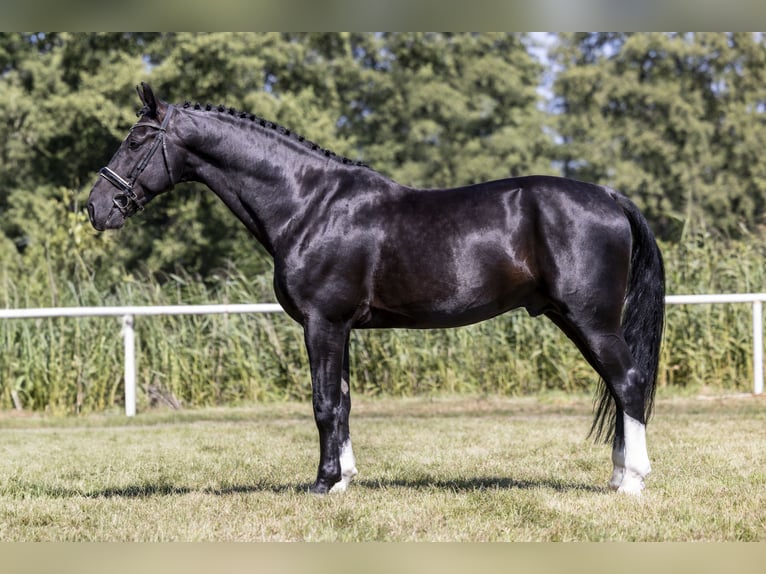 Polish Halfbred Stallion 10 years 16,1 hh Black in Rawicz