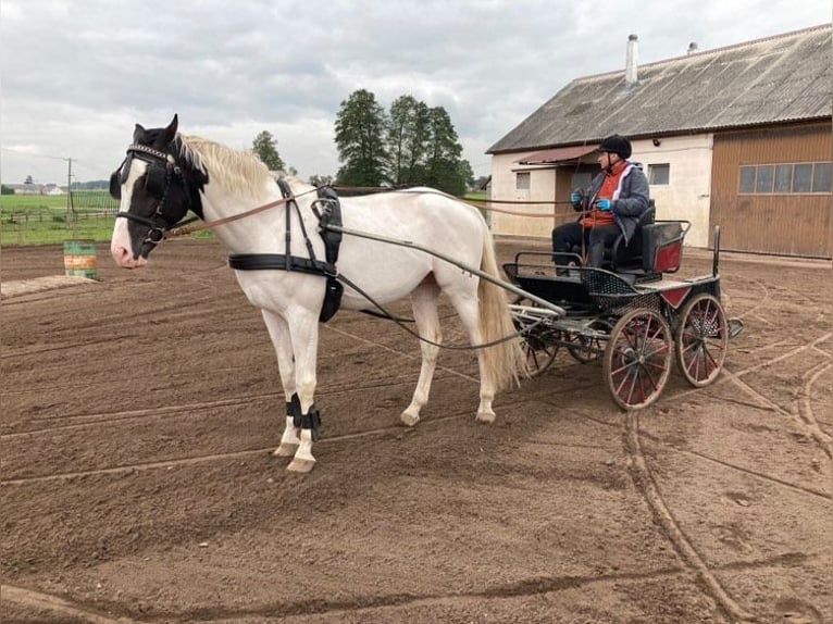 Polish Halfbred Stallion 10 years 17 hh Pinto in Bialystok