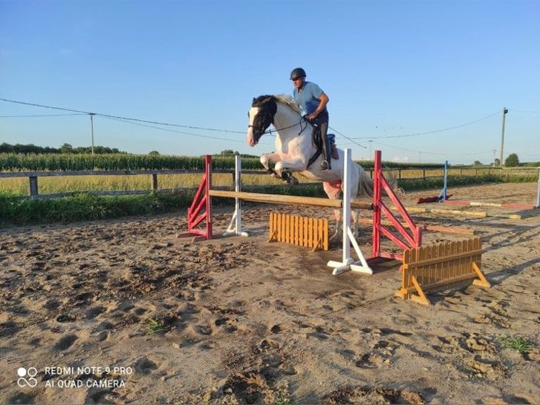 Polish Halfbred Stallion 10 years 17 hh Pinto in Bialystok