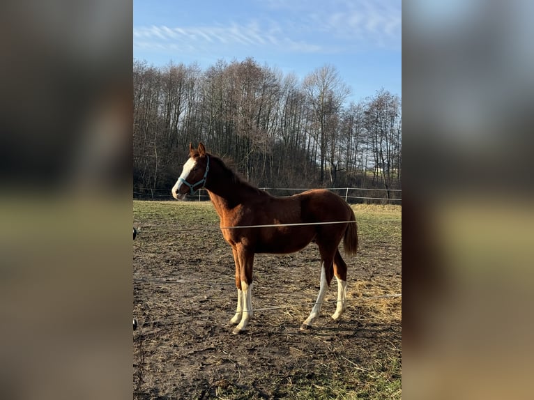 Polish Halfbred Stallion 1 year 13,2 hh Chestnut-Red in Bodzanów