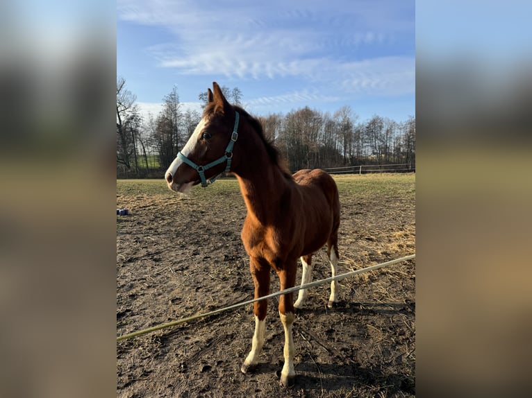 Polish Halfbred Stallion 1 year 13,2 hh Chestnut-Red in Bodzanów