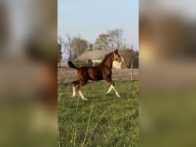 Polish Halfbred Stallion 1 year 13,2 hh Chestnut-Red in Bodzanów