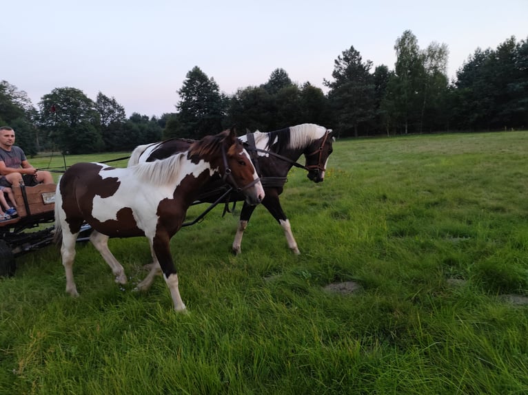 Polish Halfbred Stallion 1 year 14,1 hh Smoky-Black in Ołobok