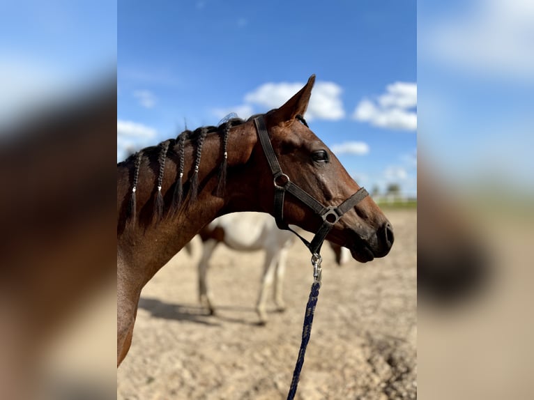 Polish Halfbred Stallion 1 year 14,2 hh Bay-Dark in Barczewko