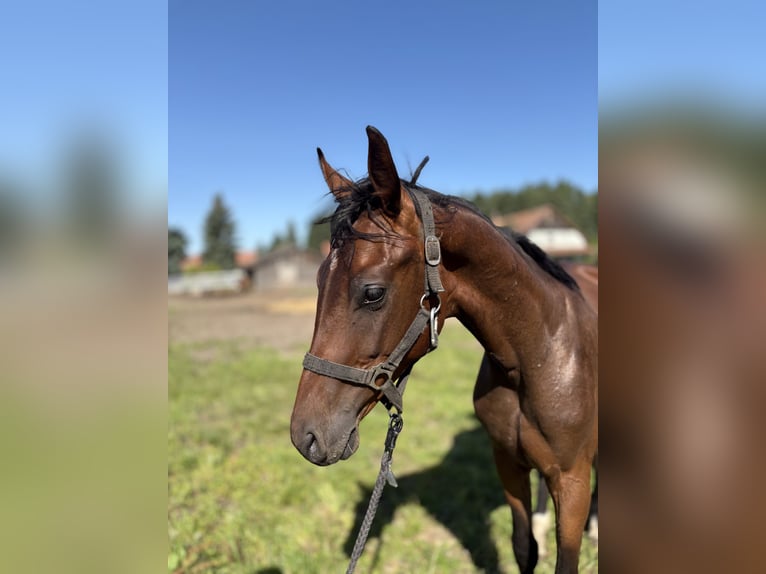 Polish Halfbred Stallion 1 year 14,2 hh Bay-Dark in Barczewko
