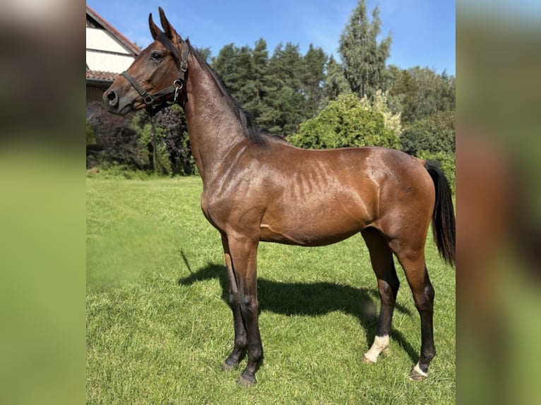 Polish Halfbred Stallion 1 year 14,2 hh Bay-Dark in Barczewko