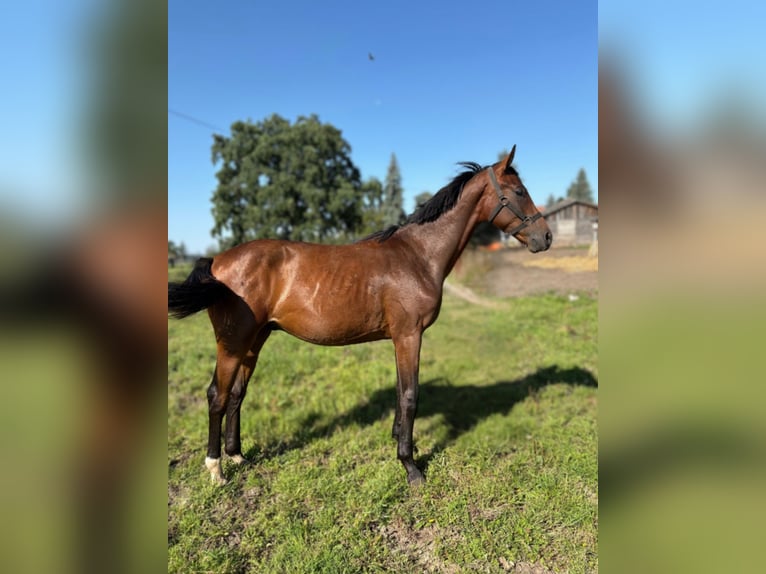 Polish Halfbred Stallion 1 year 14,2 hh Bay-Dark in Barczewko