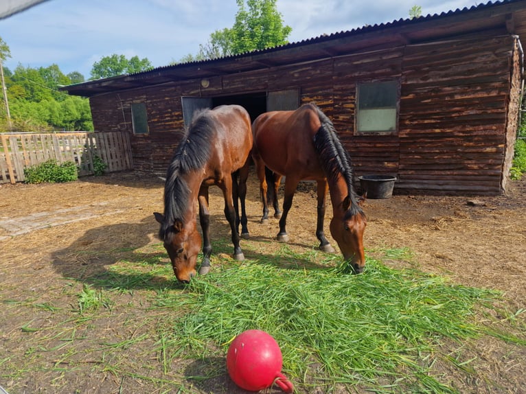 Polish Halfbred Stallion 1 year 14,2 hh Bay-Dark in Katowice