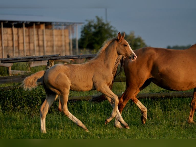 Polish Halfbred Stallion 1 year 16,1 hh Palomino in Piecowice