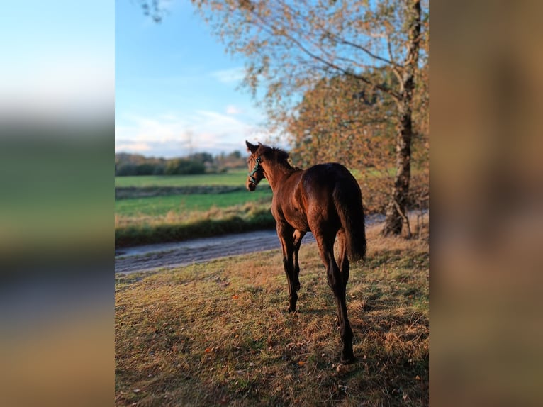 Polish Halfbred Stallion 1 year 16,2 hh Bay-Dark in Orle