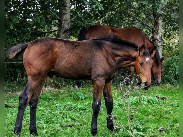 Polish Halfbred Stallion 1 year 16,2 hh Bay-Dark in Orle