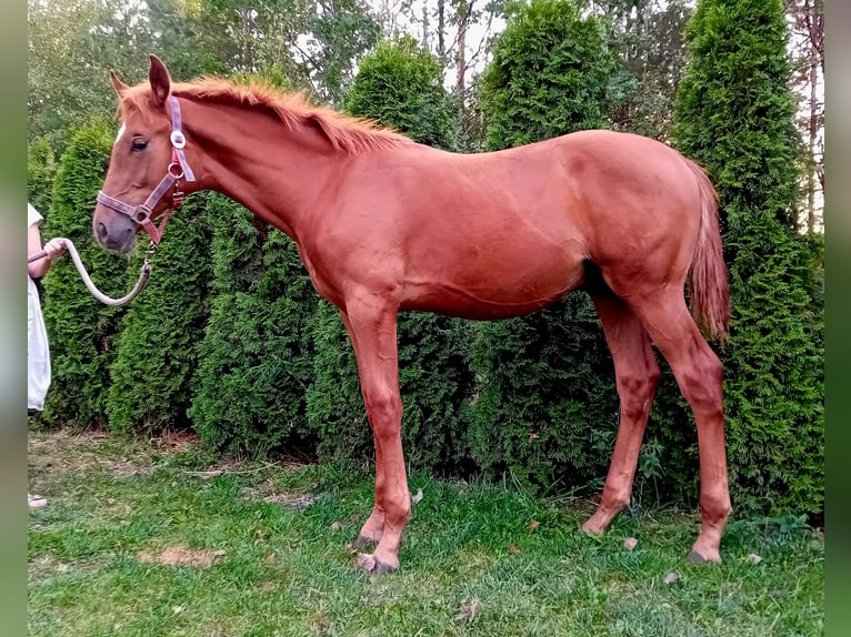 Polish Halfbred Stallion 1 year 16,2 hh Chestnut-Red in Zalesie Górne