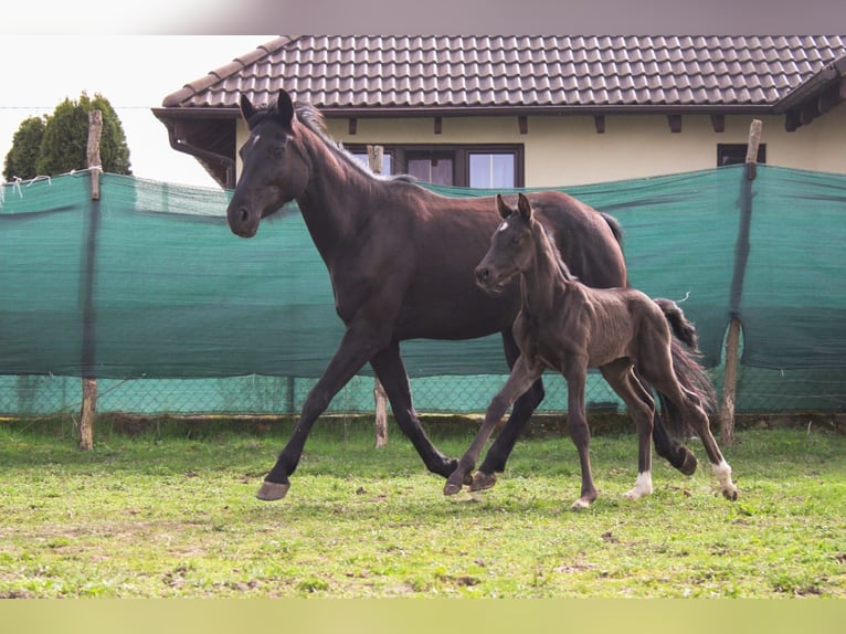 Polish Halfbred Stallion 1 year 16,3 hh Black in Pakość