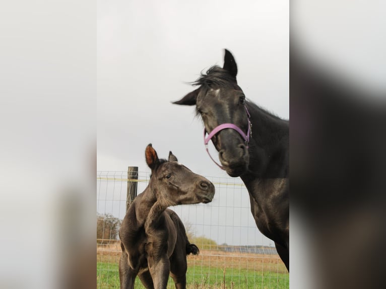 Polish Halfbred Stallion 1 year 16,3 hh Black in Pakość