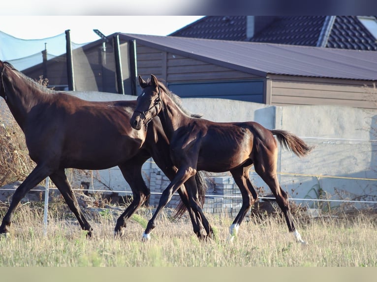 Polish Halfbred Stallion 1 year 16,3 hh Black in Pakość