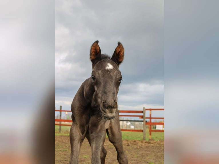 Polish Halfbred Stallion 1 year 16,3 hh Black in Pakość