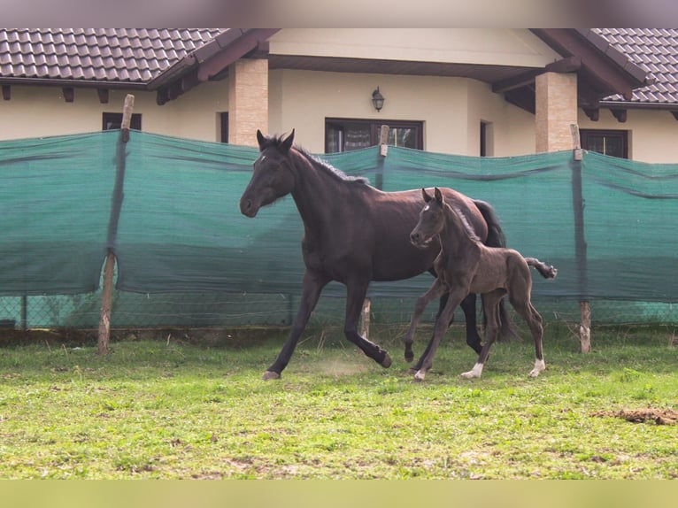 Polish Halfbred Stallion 1 year 16,3 hh Black in Pakość