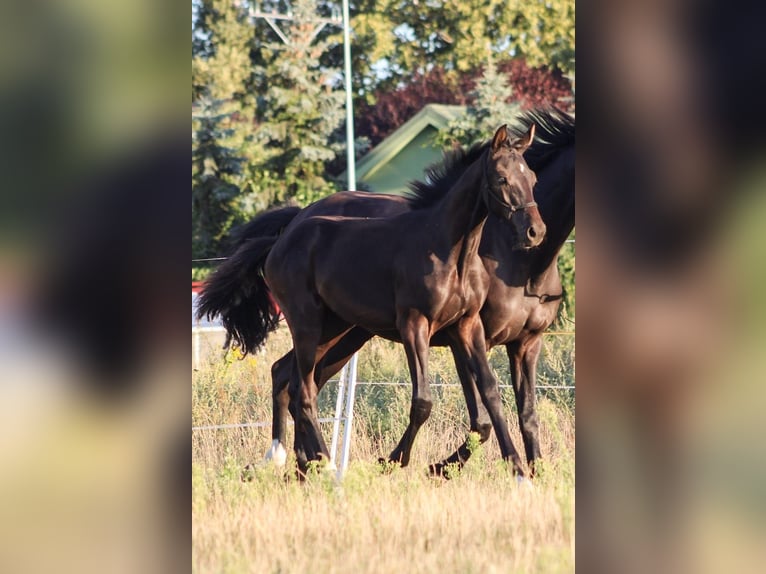 Polish Halfbred Stallion 1 year 16,3 hh Black in Pakość