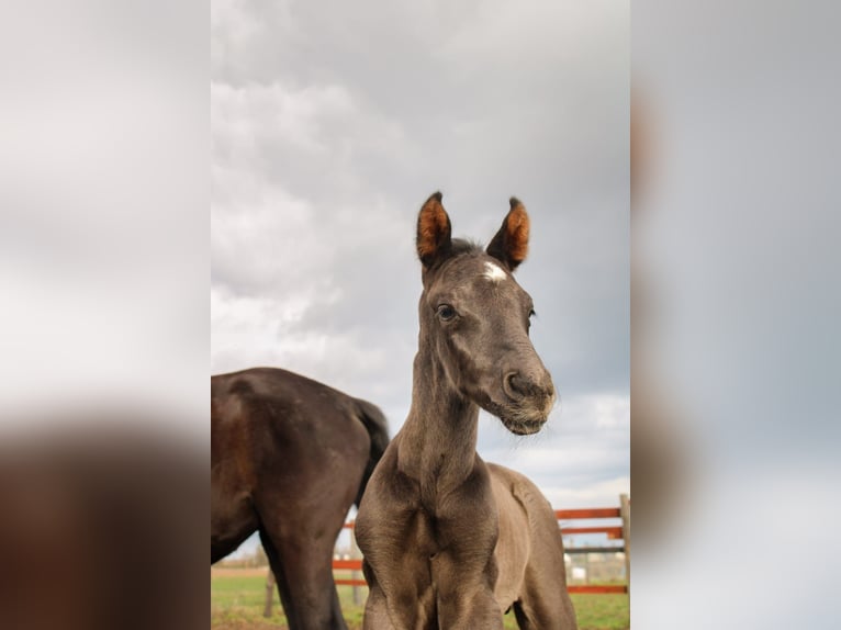 Polish Halfbred Stallion 1 year 16,3 hh Black in Pakość