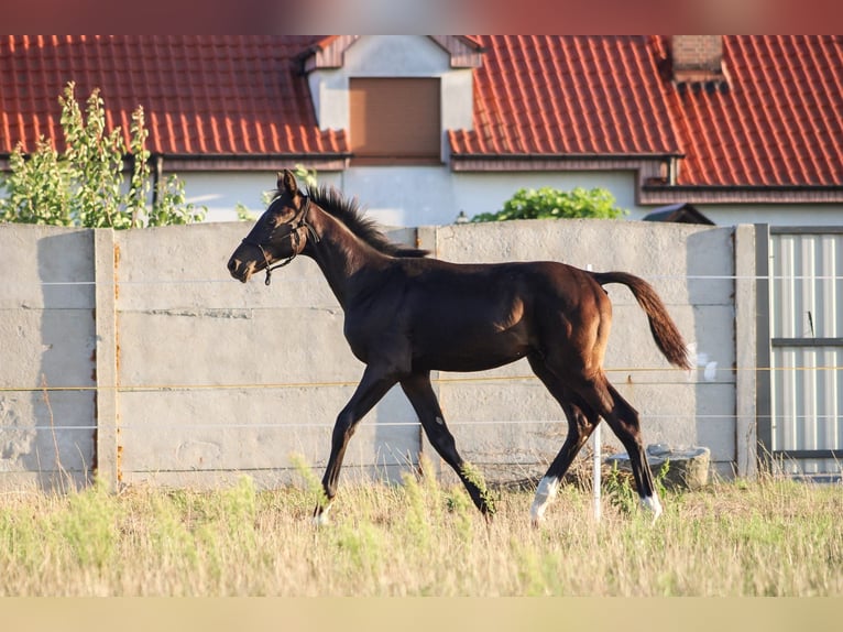 Polish Halfbred Stallion 1 year 16,3 hh Black in Pakość