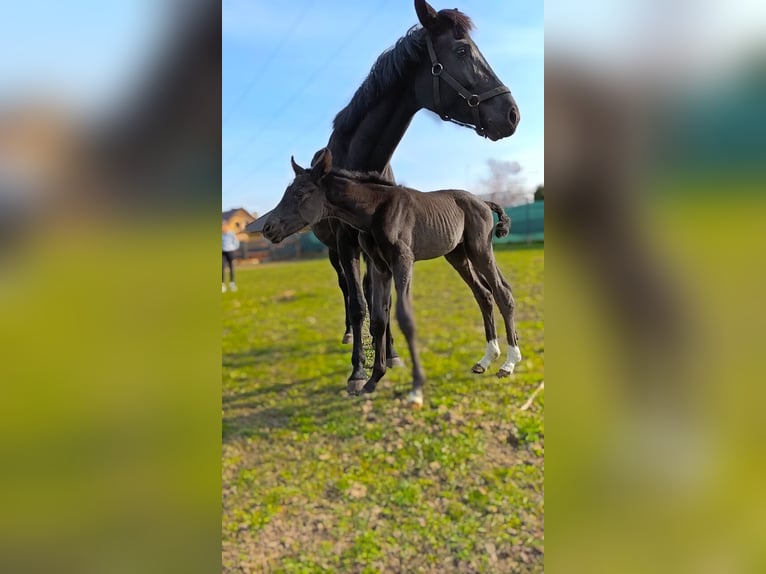 Polish Halfbred Stallion 1 year 16,3 hh Black in Pakość