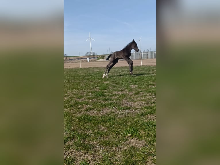 Polish Halfbred Stallion 1 year 16,3 hh Black in Pakość