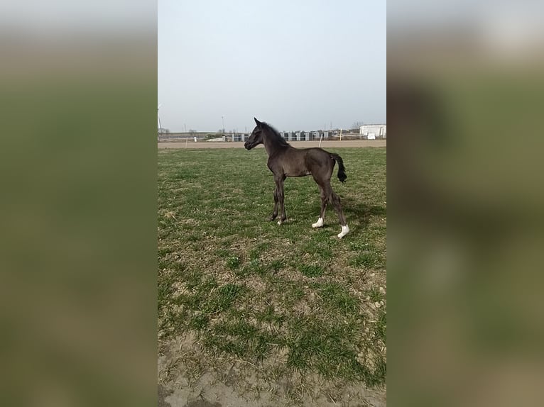 Polish Halfbred Stallion 1 year 16,3 hh Black in Pakość