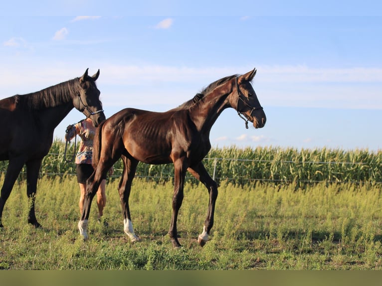 Polish Halfbred Stallion 1 year 16,3 hh Black in Pakość