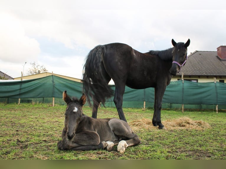 Polish Halfbred Stallion 1 year 16,3 hh Black in Pakość