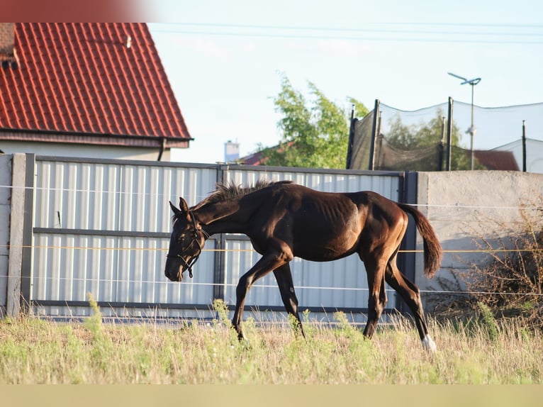 Polish Halfbred Stallion 1 year 16,3 hh Black in Pakość