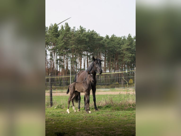 Polish Halfbred Stallion 1 year 16,3 hh Black in Pakość