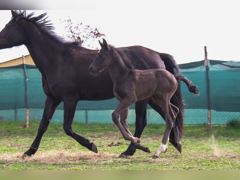 Polish Halfbred Stallion 1 year 16,3 hh Black in Pakość