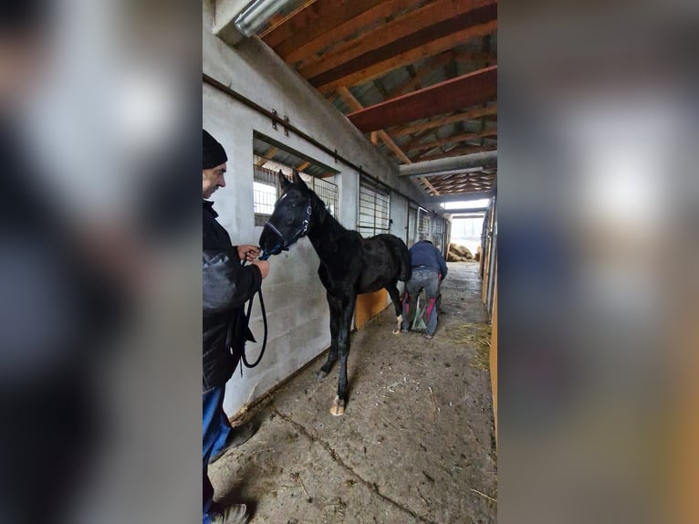 Polish Halfbred Stallion 1 year 16,3 hh Black in Pakość