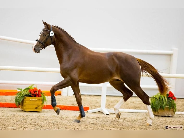 Polish Halfbred Stallion 1 year 16 hh Bay-Dark in Wichów