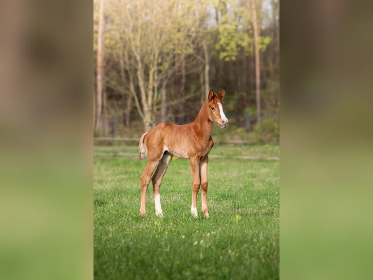 Polish Halfbred Stallion 1 year 16 hh Chestnut-Red in Pakość