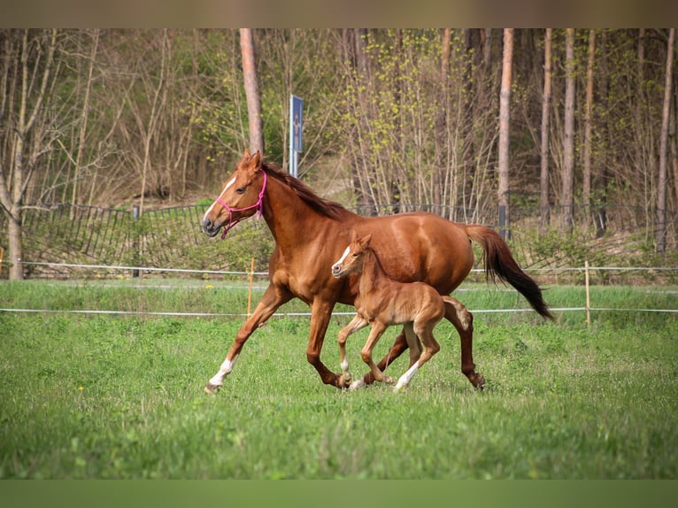 Polish Halfbred Stallion 1 year 16 hh Chestnut-Red in Pakość