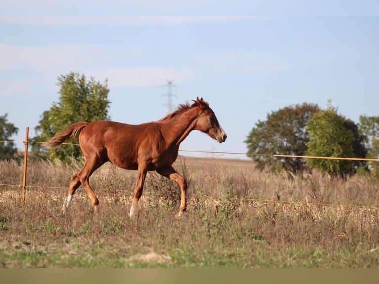 Polish Halfbred Stallion 1 year 16 hh Chestnut-Red in Pakość