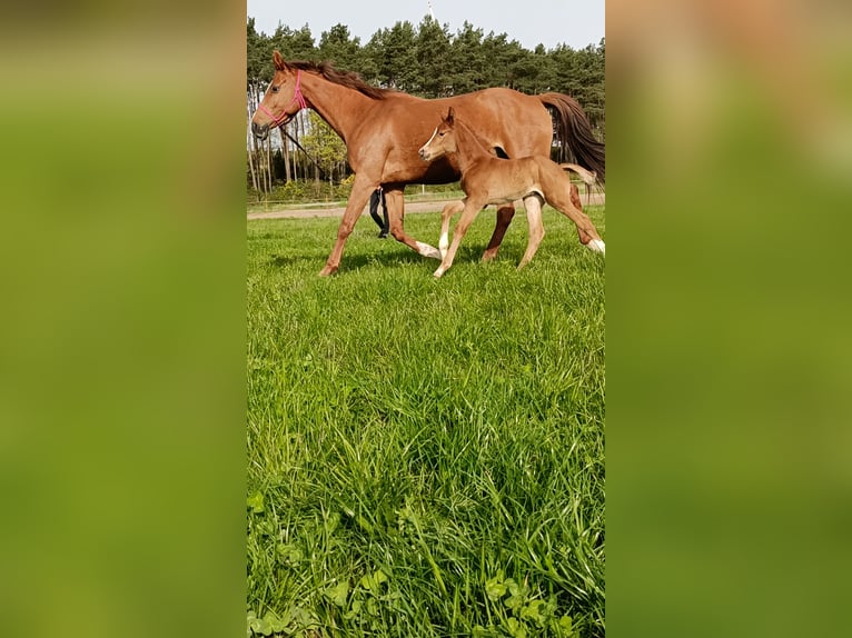 Polish Halfbred Stallion 1 year 16 hh Chestnut-Red in Pakość