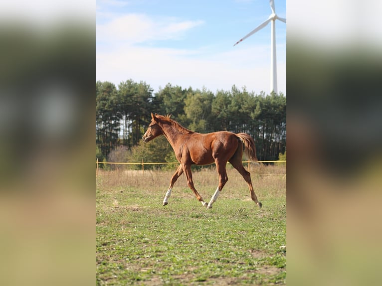 Polish Halfbred Stallion 1 year 16 hh Chestnut-Red in Pakość