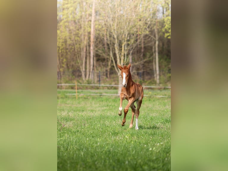 Polish Halfbred Stallion 1 year 16 hh Chestnut-Red in Pakość