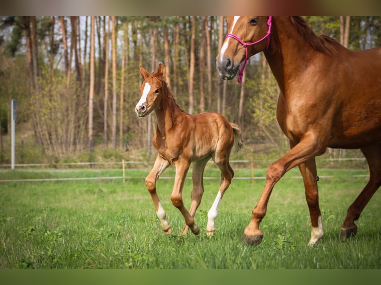 Polish Halfbred Stallion 1 year 16 hh Chestnut-Red in Pakość