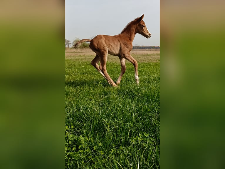 Polish Halfbred Stallion 1 year 16 hh Chestnut-Red in Pakość