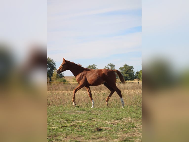 Polish Halfbred Stallion 1 year 16 hh Chestnut-Red in Pakość