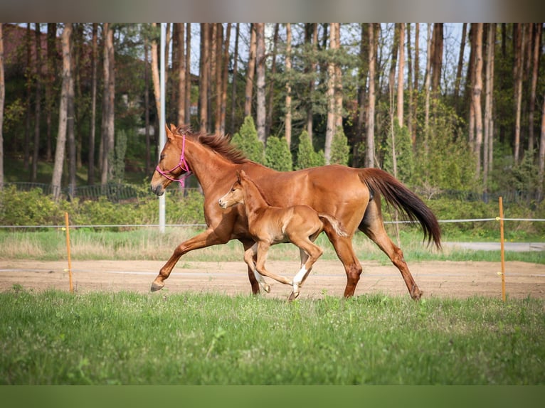 Polish Halfbred Stallion 1 year 16 hh Chestnut-Red in Pakość