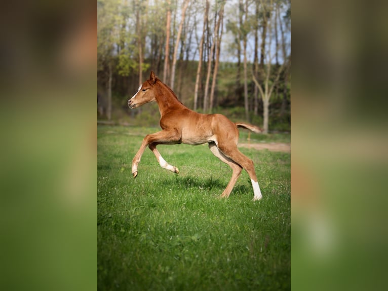 Polish Halfbred Stallion 1 year 16 hh Chestnut-Red in Pakość